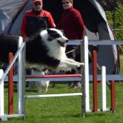 Hyutu Des Dragons De Forêt d'Othe