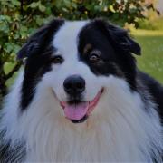 Hyutu Des Dragons De Forêt d'Othe