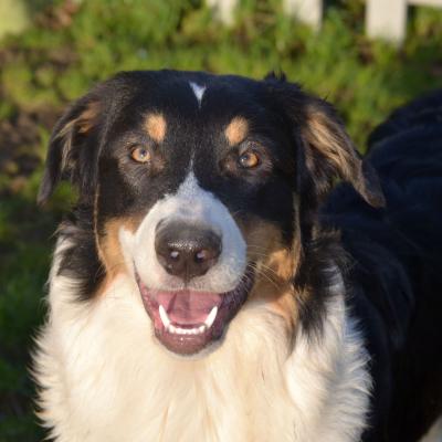 Des nouvelles des chiots né le 08/04/2023 U..