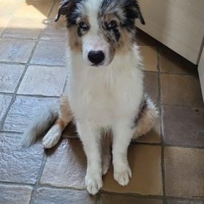 Des nouvelles des chiots nés le 15 février 2022 T...